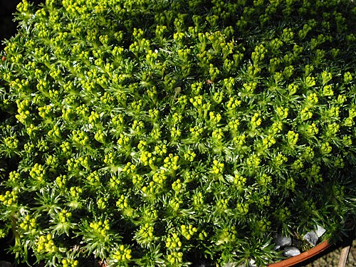 Azorella trifurcata: Azorella trifurcata 'Nana'