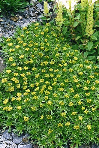 Azorella trifurcata: Azorella trifurcata