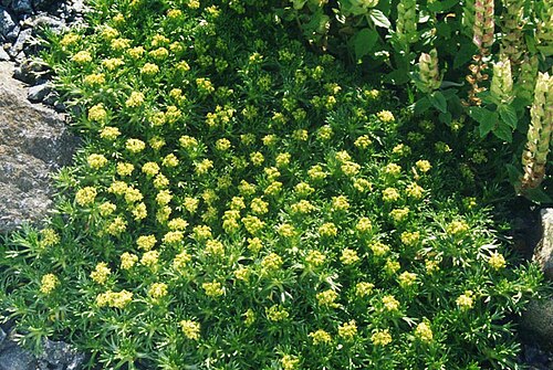 Azorella trifurcata: Azorella trifurcata