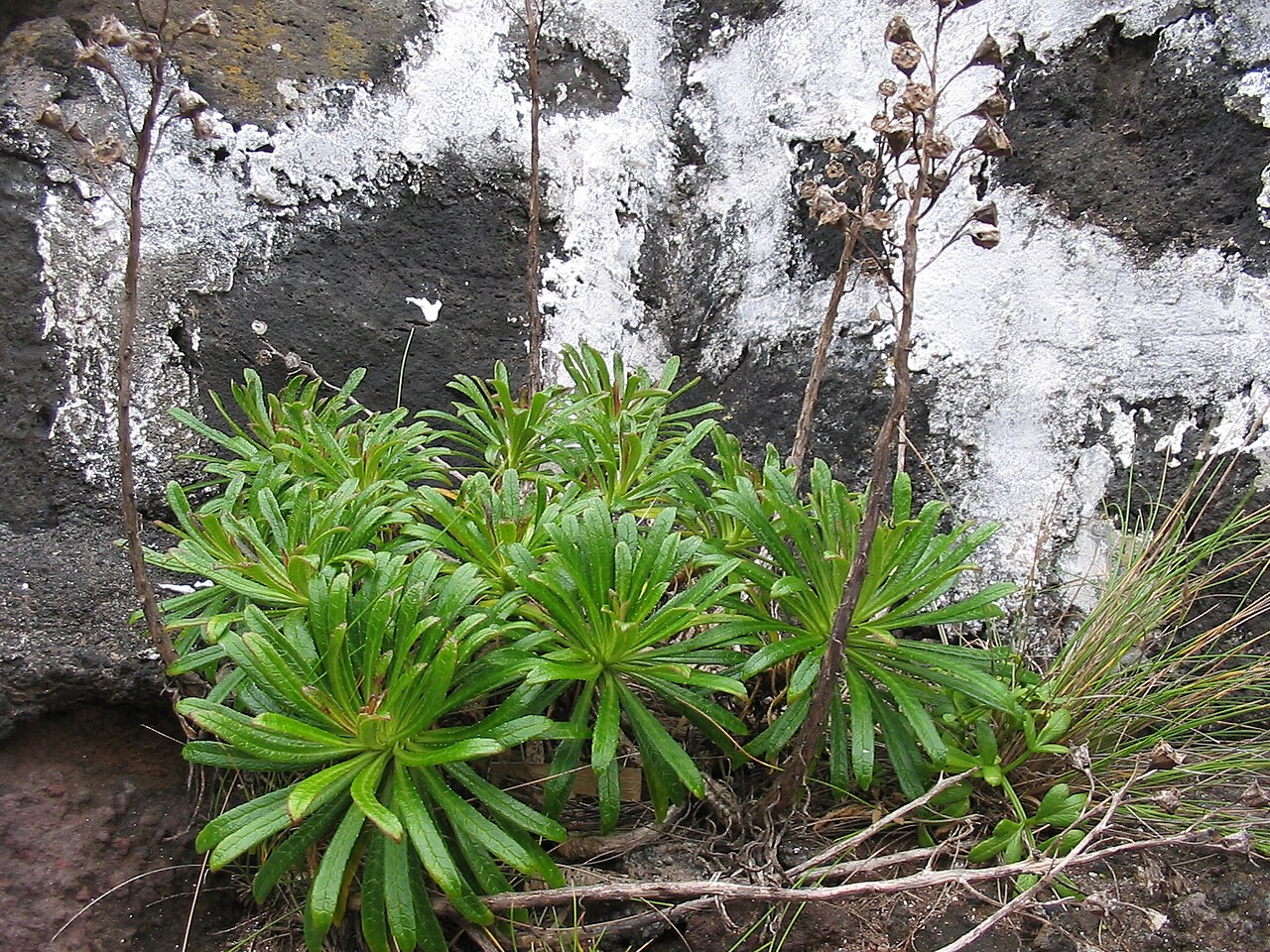 Azorina vidalii: Azoren-Glockenblume ( Azorina vidalii ) - Habitus