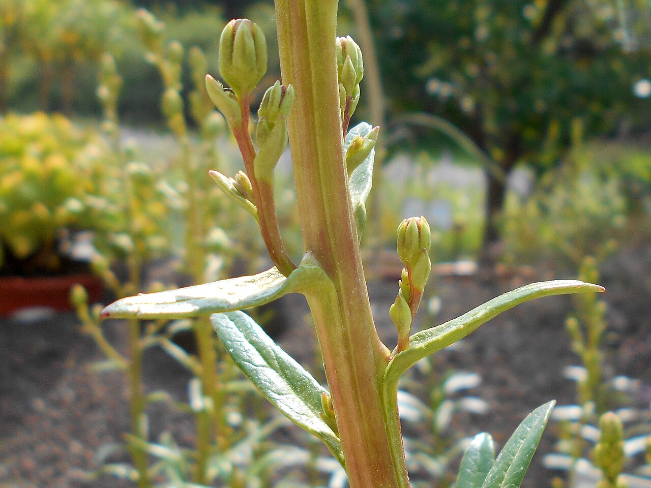 Azorina vidalii: Azorina vidalii , Botanischer Garten Berlin.