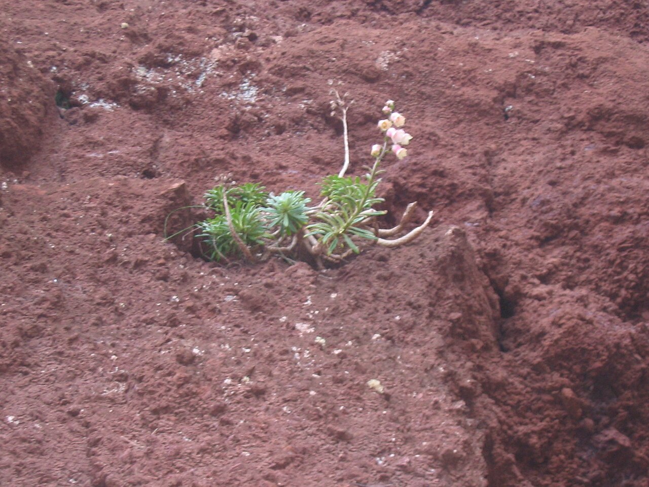 Azorina vidalii: Azoren-Glockenblume ( Azorina vidalii ) - Flowering
