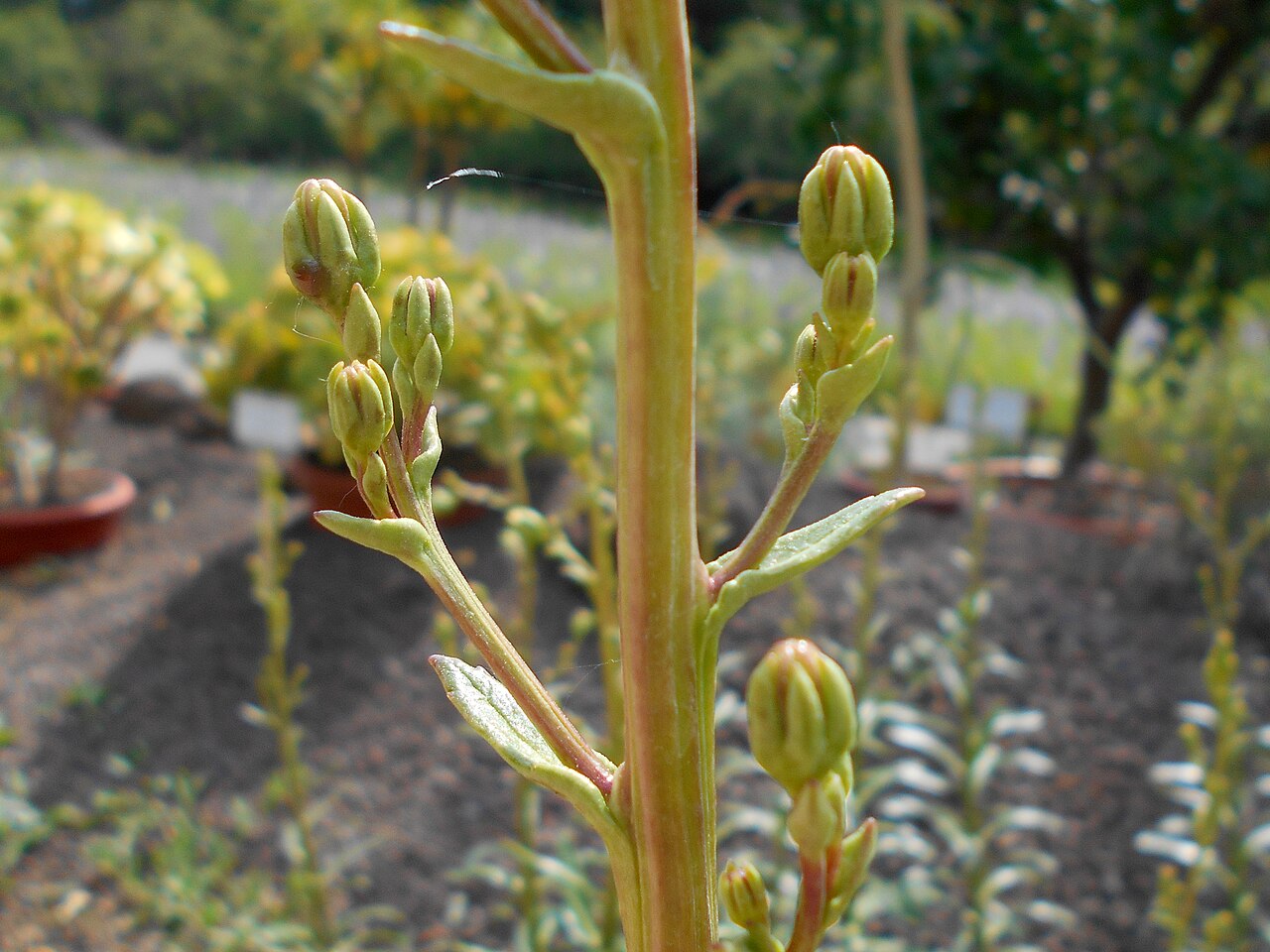 Azorina vidalii: Azorina vidalii , Botanischer Garten Berlin.