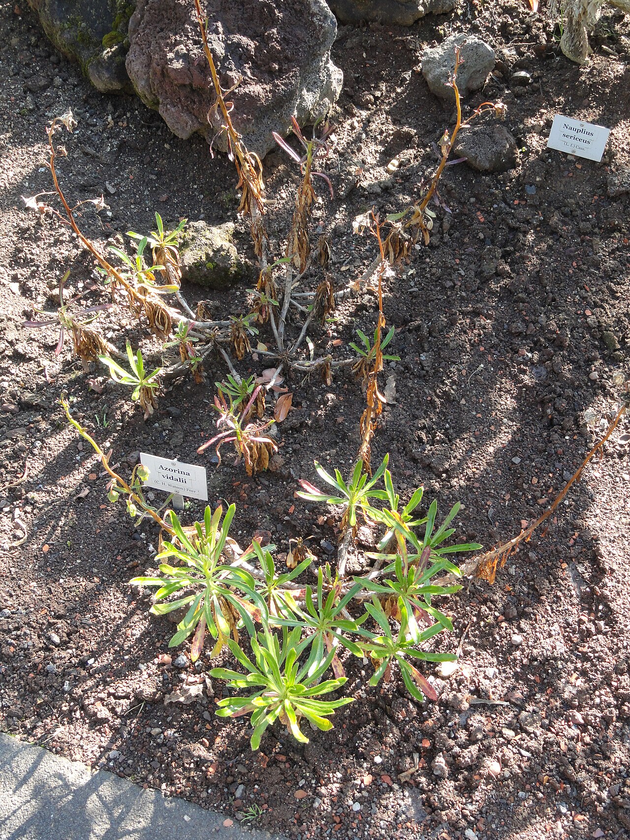 Azorina vidalii: Botanical specimen in the Botanischer Garten, Frankfurt am Main, located at Siesmayerstraße 72, Frankfurt am Main, Germany.