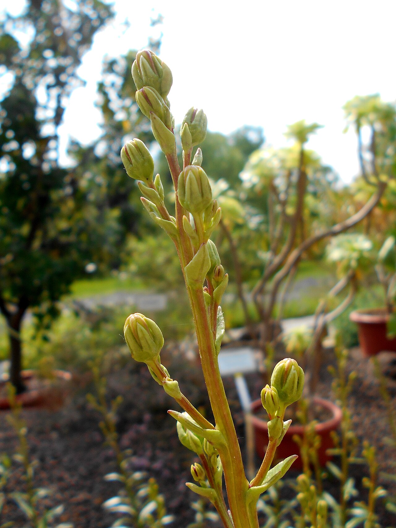 Azorina vidalii: Azorina vidalii , Botanischer Garten Berlin.
