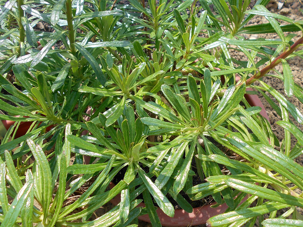 Azorina vidalii: Azorina vidalii , Botanischer Garten Berlin.