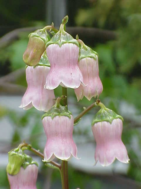 Azorina vidalii (Azorina vidalii)