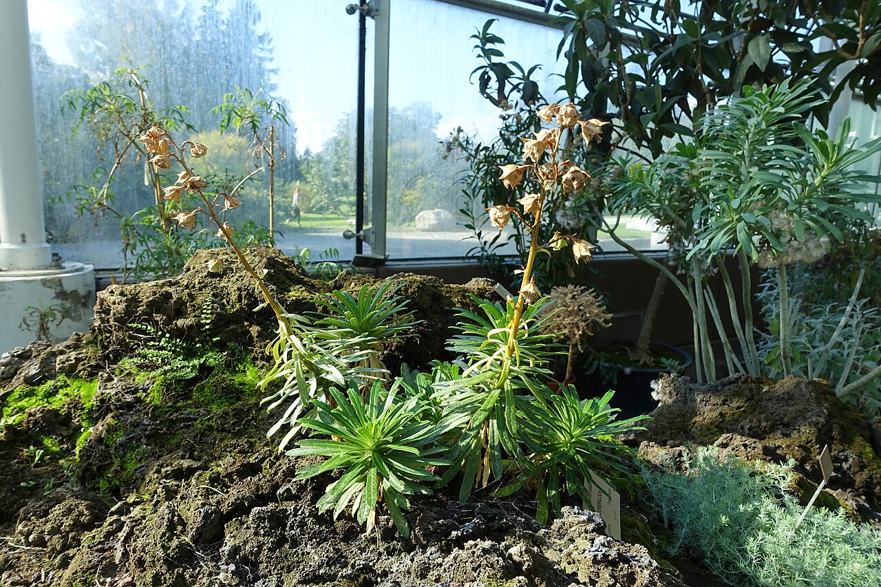 Azorina vidalii: Botanical specimen in the Bergianska trädgården - Stockholm, Sweden.