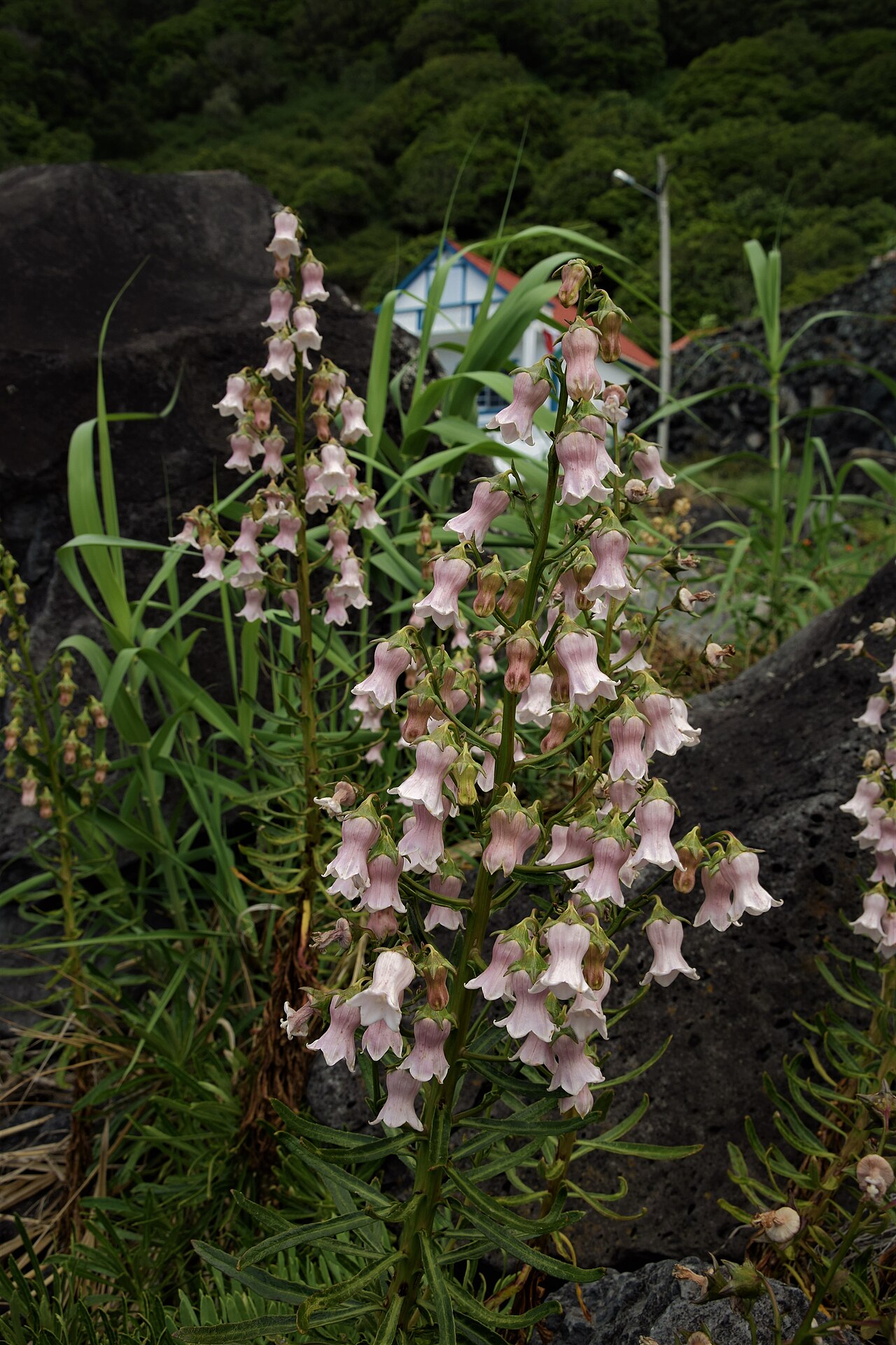 Azorina vidalii: Azorina vidalii - Endemical species of the Azores
