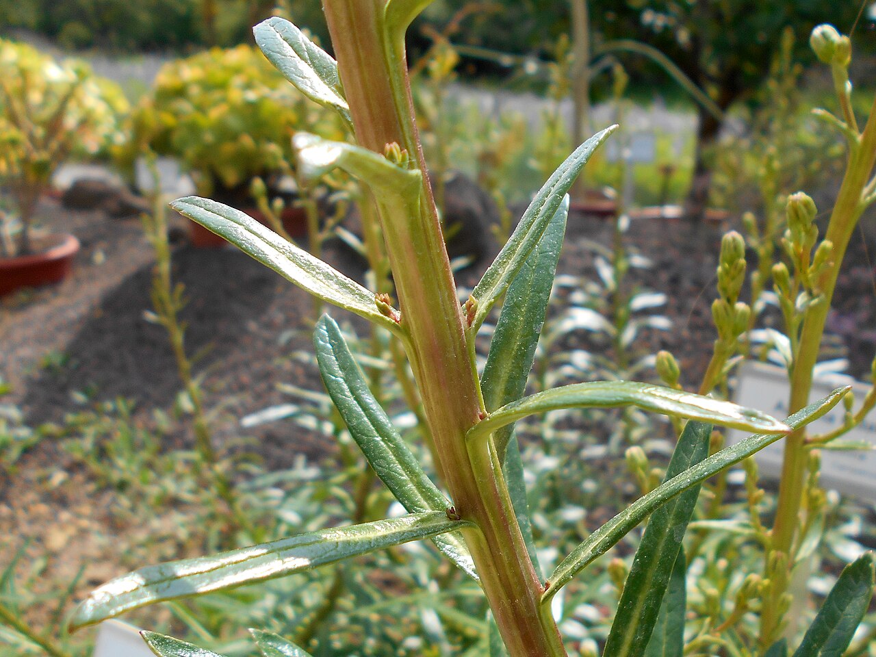 Azorina vidalii: Azorina vidalii , Botanischer Garten Berlin.