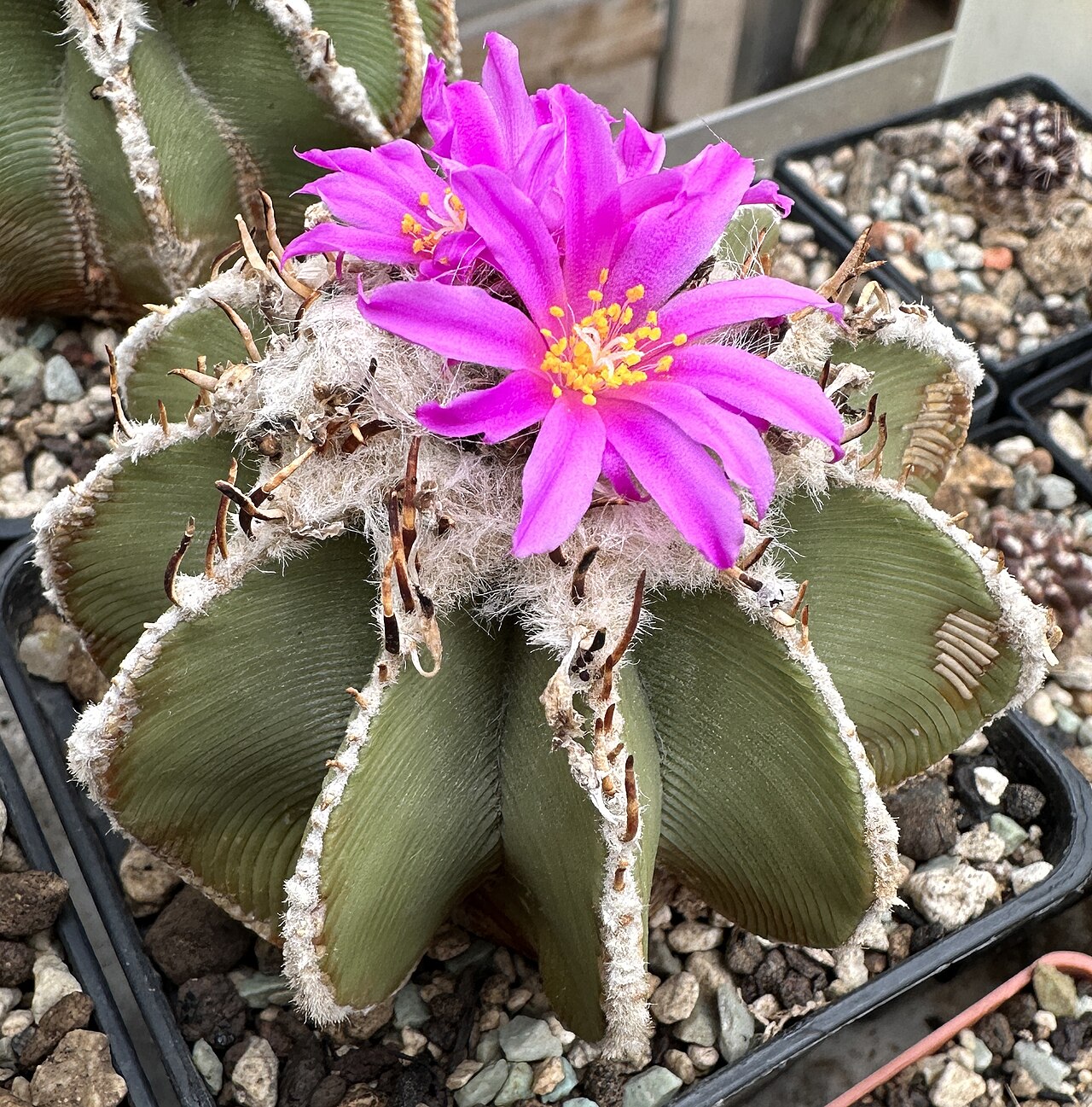 Aztekium hintonii: Aztekium hintonii in Kultur