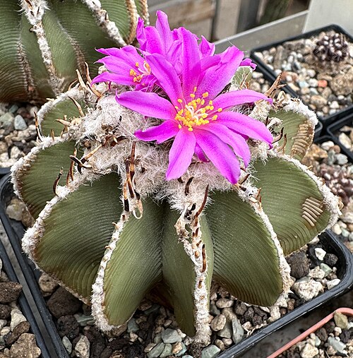 Aztekium hintonii: Aztekium hintonii in Kultur