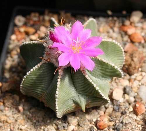Aztekium hintonii: Aztekium hintonii
