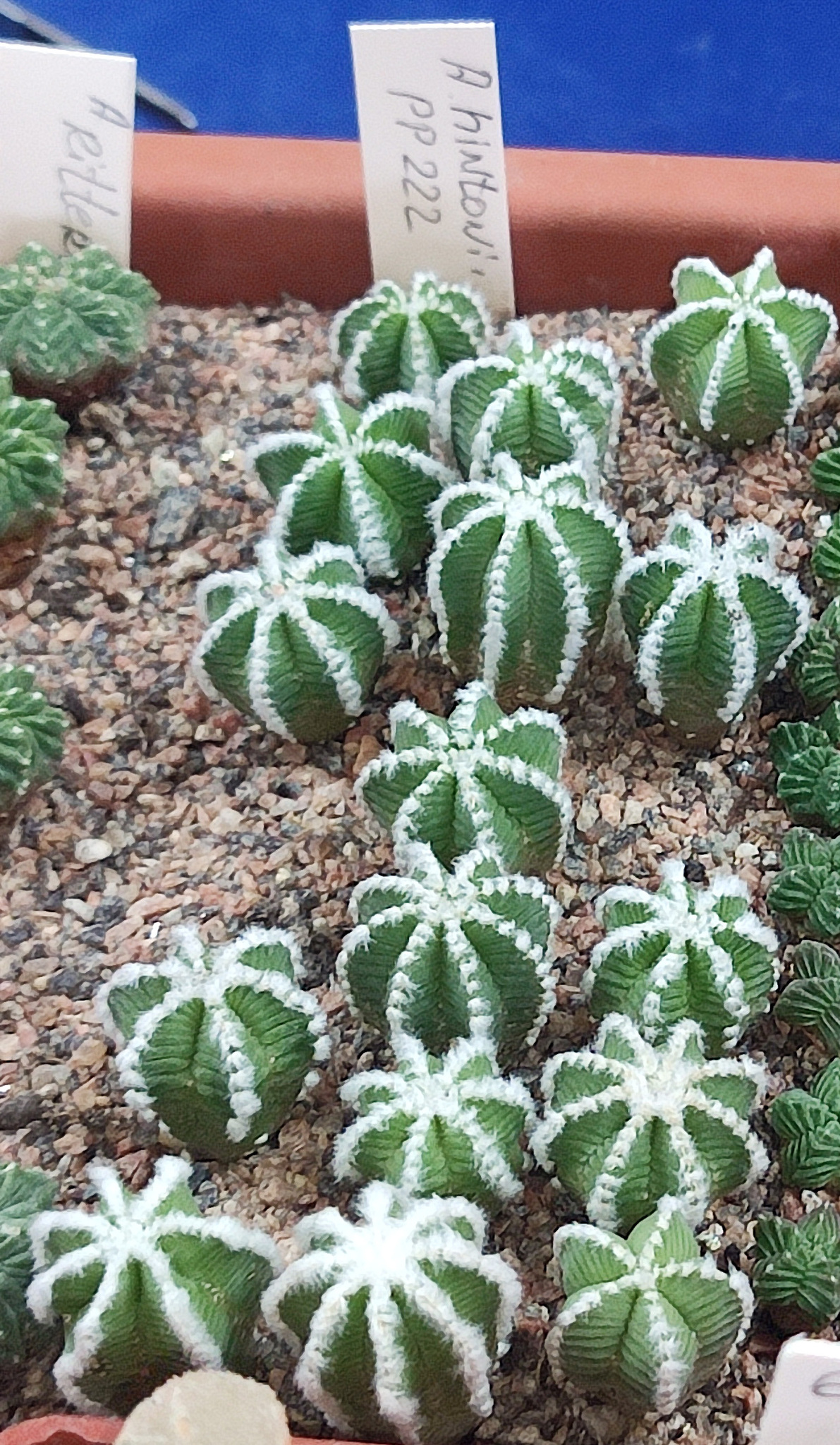Aztekium hintonii: Aztekium hintonii, Kiev City, UA, 2024-05-18 (iNaturalist).