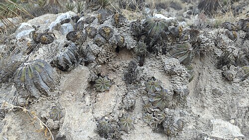 Aztekium hintonii: Aztekium hintonii in Mexico