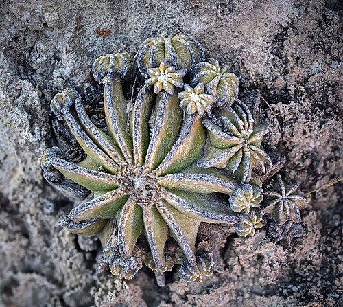 Aztekium hintonii: Aztekium hintonii in Mexico