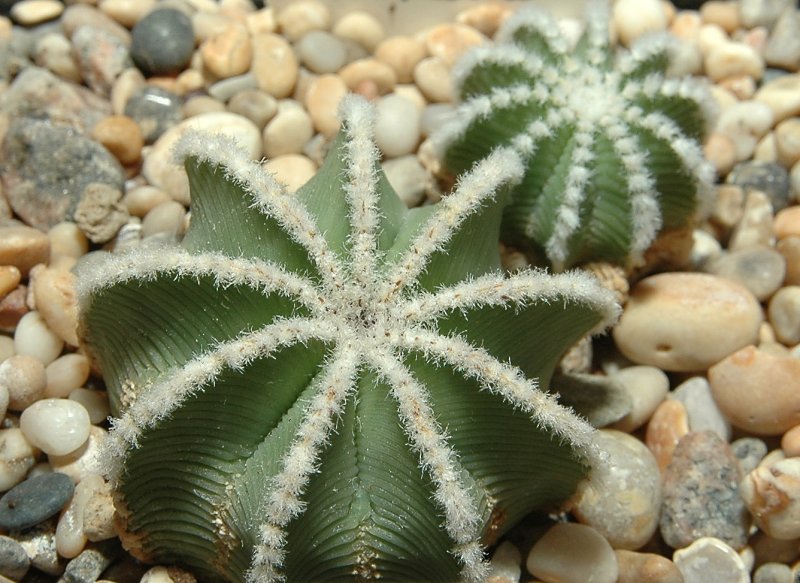 Aztekium hintonii: Picture taken at [1]