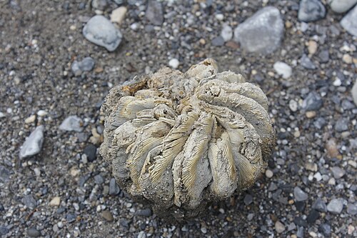 Aztekium hintonii: Aztekium hintonii in Mexico