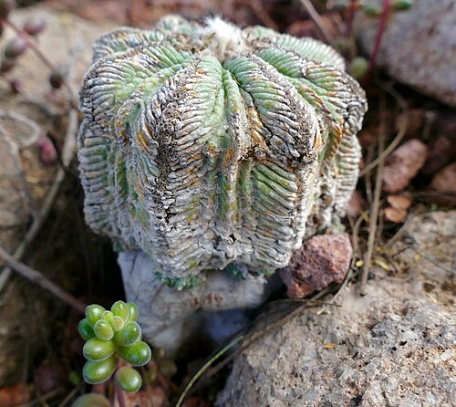 Aztekium hintonii: Conservatory of Mexican Plants, El Charco del Ingenio Botanical Garden, San Miguel de Allende, Guanajuato, MEXICO