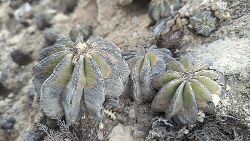 Aztekium hintonii: Aztekium hintonii in Mexico