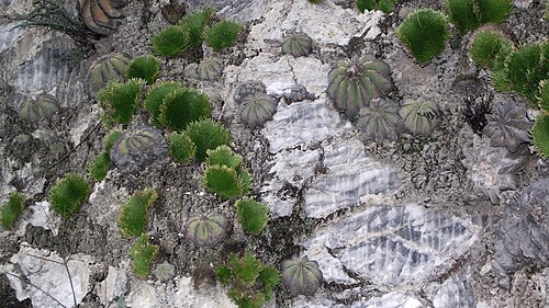 Aztekium hintonii: Aztekium hintonii in Mexico