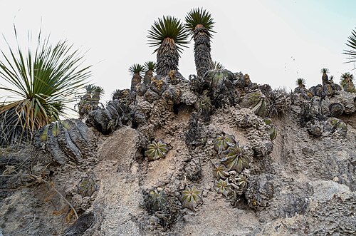 Aztekium hintonii: Aztekium hintonii in Mexico