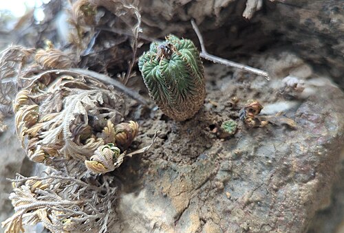 Aztekium ritteri: Aztekium ritteri in Mexico