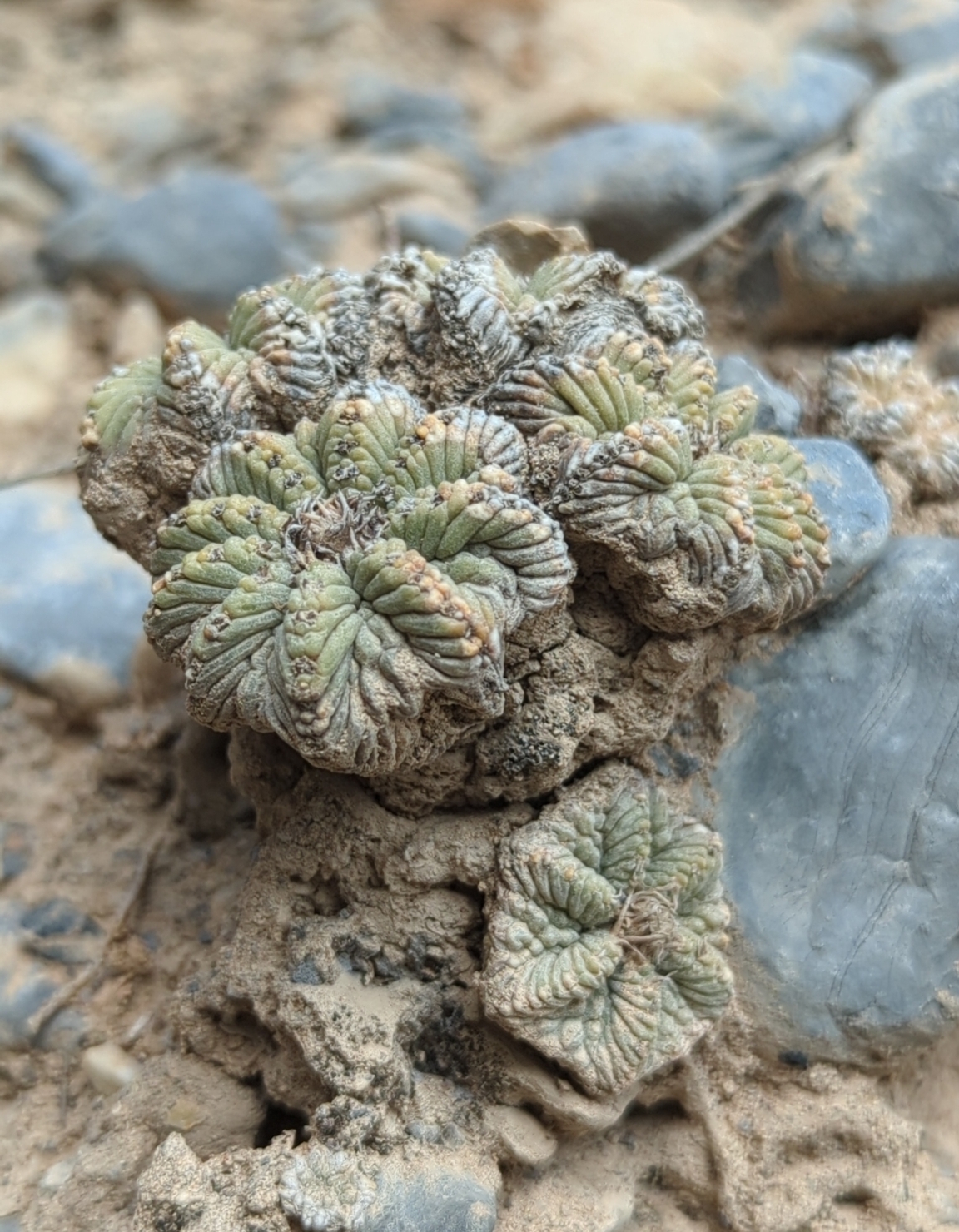 Aztekium ritteri: Aztekium ritteri in Mexico