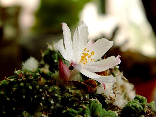 Aztekium ritteri: Aztekium ritteri (Boed.) Boed