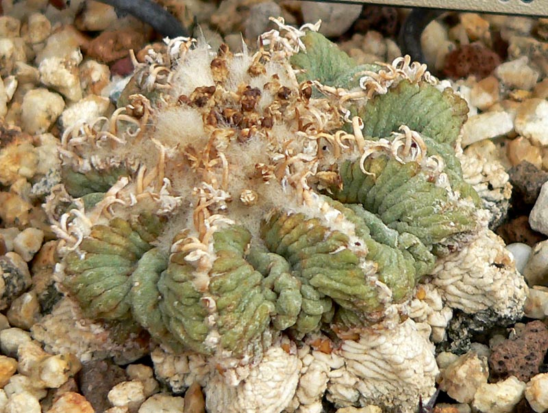 Aztekium ritteri: Photo of Aztekium ritteri at the University of California Botanical Garden