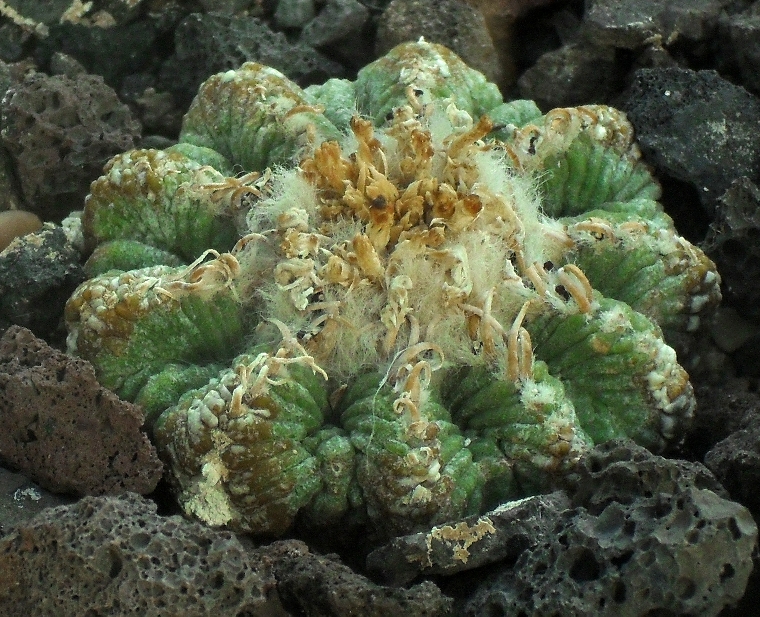 Aztekium ritteri: Aztekium ritteri - Botanischer Garten Leipzig