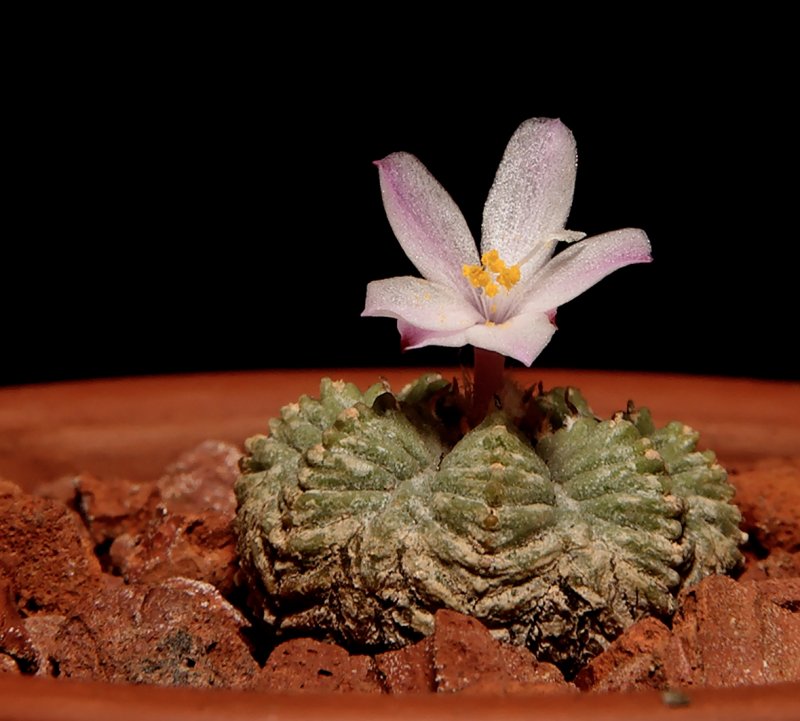 Aztekium ritteri: Aztekium ritteri