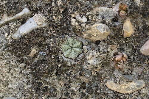 Aztekium ritteri: Aztekium ritteri in Mexico