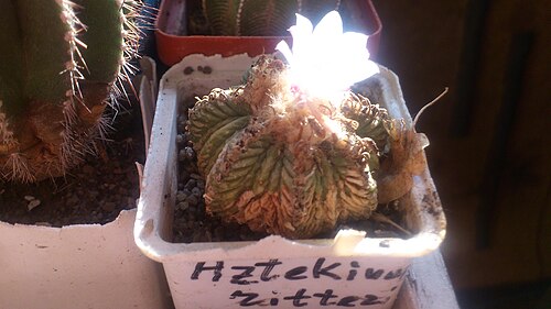 Aztekium ritteri: Aztekium ritteri, collections of Yuriy Shostak, Mykolaiv