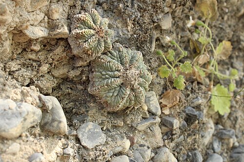 Aztekium ritteri: Aztekium ritteri in Mexico