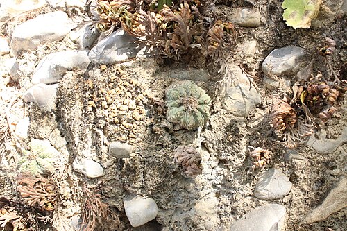 Aztekium ritteri: Aztekium ritteri in Mexico
