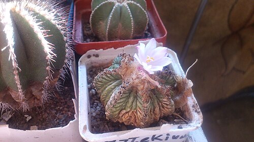 Aztekium ritteri: Aztekium ritteri, collections of Yuriy Shostak, Mykolaiv