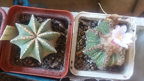 Aztekium ritteri: Aztekium ritteri, collections of Yuriy Shostak, Mykolaiv