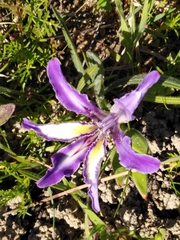 Babiana ambigua (Babiana ambigua)