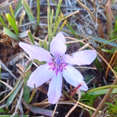 Babiana ambigua (Babiana ambigua)