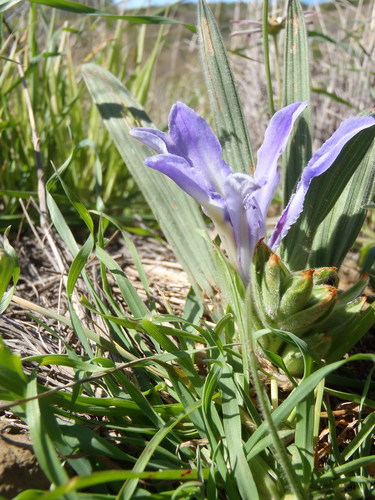 Babiana ambigua (Babiana ambigua)