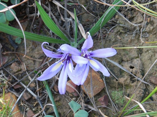 Babiana ambigua (Babiana ambigua)