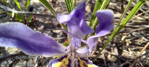 Babiana ambigua (Babiana ambigua)