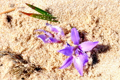 Babiana ambigua (Babiana ambigua)