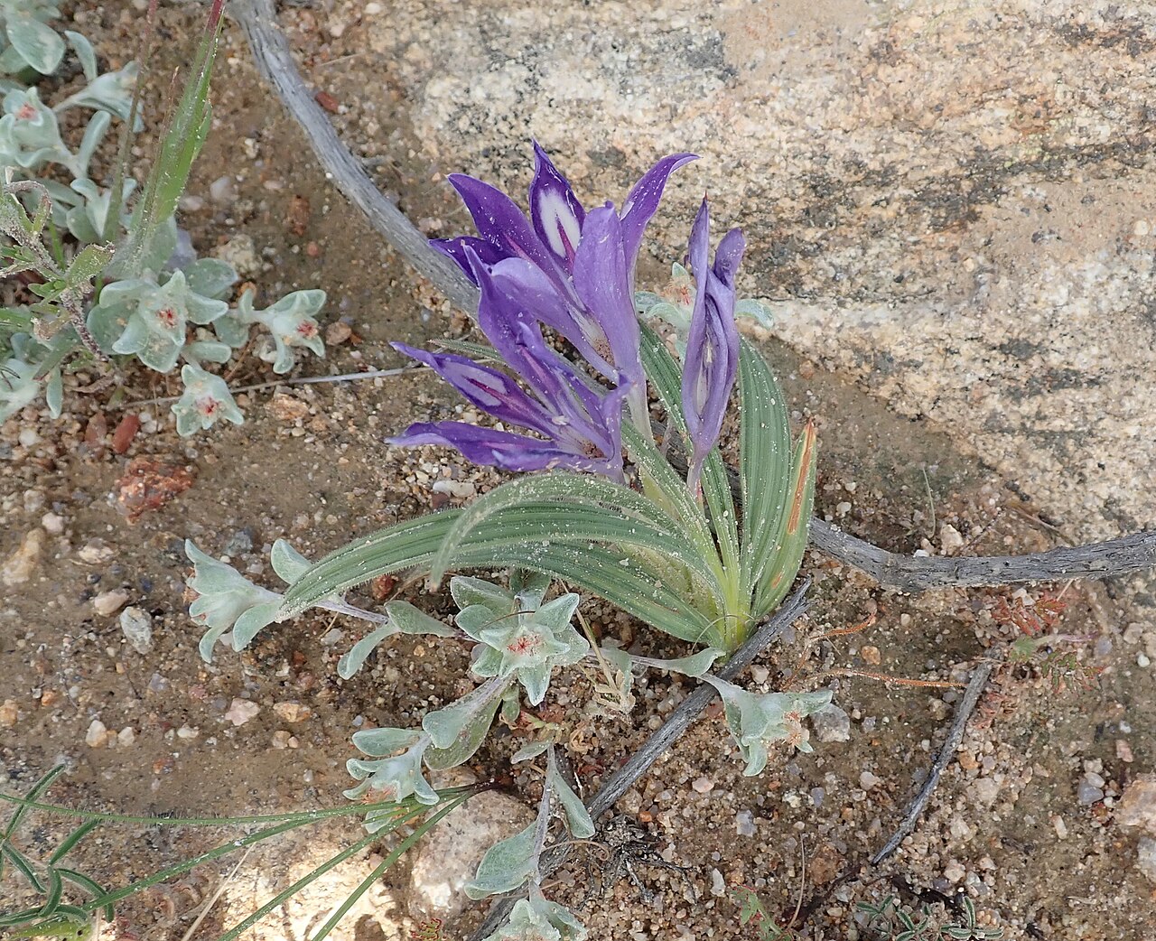 Babiana attenuata: Babiana attenuata, photographed by Peter Warren, on 28 August 2021, about 4 km east of Namakwa Flower Skilpad Camp, Northern Cape province of South Africa