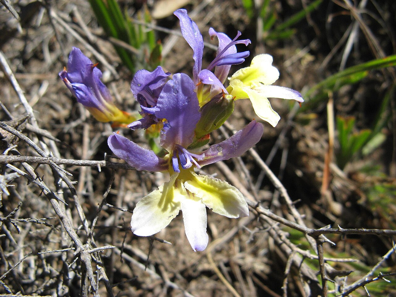 Babiana auriculata: Babiana auriculata, photographed by Nick Helme, on 25 October 2008, about 800 m east of the Kliphuis Campsite, near Pakhuis Pass, Western Cape province of South
