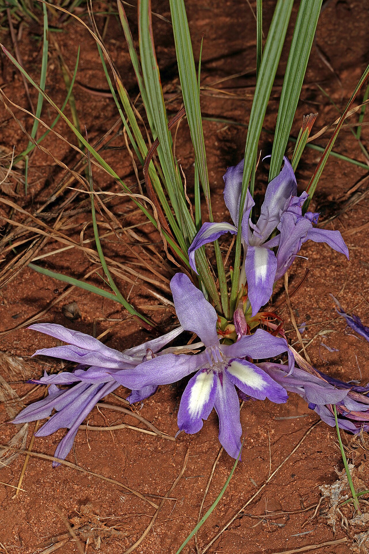 Babiana bainesii: Babiana bainesii , plant in flower, partly concealed by tall grass. Relict grassland, Pretoria National Botanical Garden, Pretoria, Gauteng, South Africa