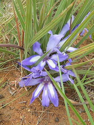 Babiana bainesii: Babiana bainesii, photographed by Antoinette Eyssell-Knox, on 5 March 2019, about 600 m north-west of Lammerkop, Nkangala, Mpumalanga province of South Africa