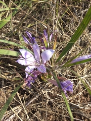 Babiana bainesii (Babiana bainesii)