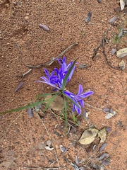 Babiana bainesii (Babiana bainesii)